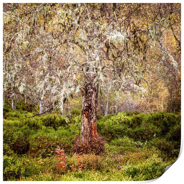 Glen Affric Silver Birch Tree Print by John Frid