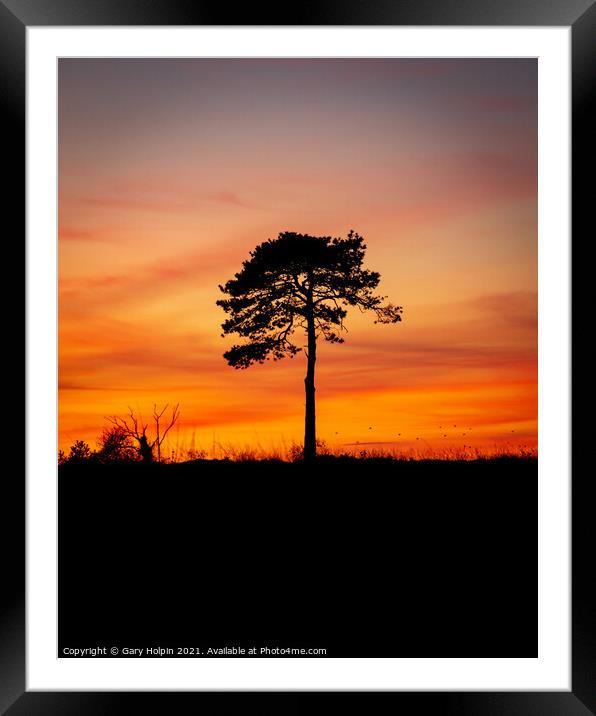 Tree silhouette at dusk Framed Mounted Print by Gary Holpin