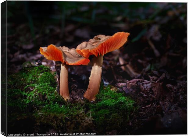 A pair of wild mushrooms with a little visitor at Hartshill Hays Nuneaton Canvas Print by Brent Thompson
