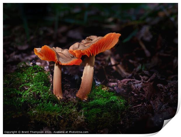 A pair of wild mushrooms with a little visitor at Hartshill Hays Nuneaton Print by Brent Thompson