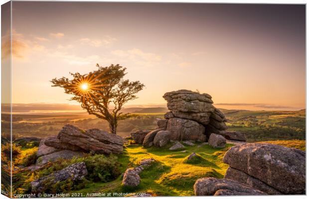Lone Dartmoor tree at sunset Canvas Print by Gary Holpin