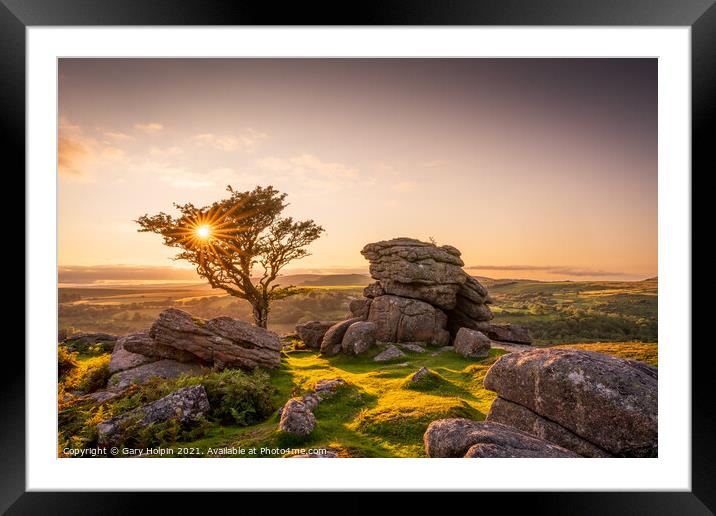 Lone Dartmoor tree at sunset Framed Mounted Print by Gary Holpin