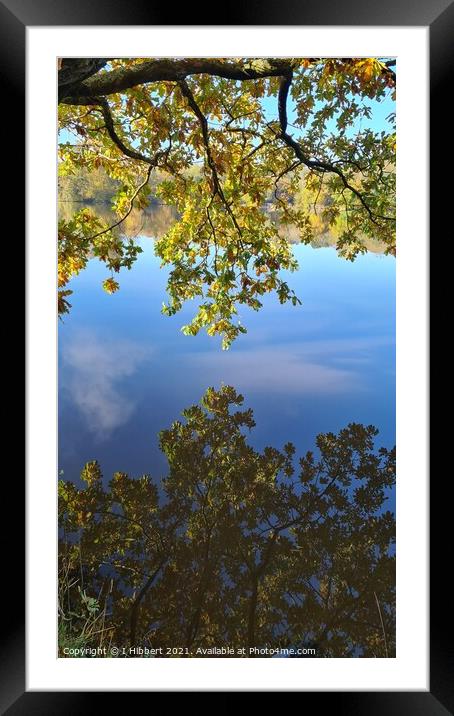 Reflection of Autumn Framed Mounted Print by I Hibbert
