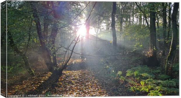 Early morning sun in the woodland Canvas Print by I Hibbert