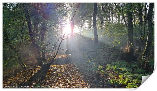 Early morning sun in the woodland Print by I Hibbert