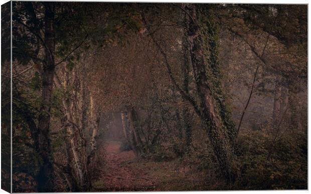 A tree in a forest Canvas Print by Steve Lambert