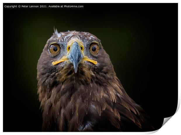 Eagle Stare Print by Peter Lennon
