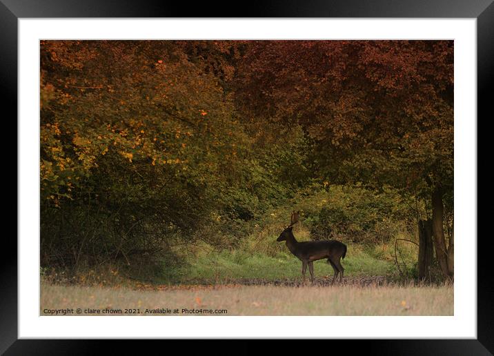 Autumn Buck at The Manor Framed Mounted Print by claire chown