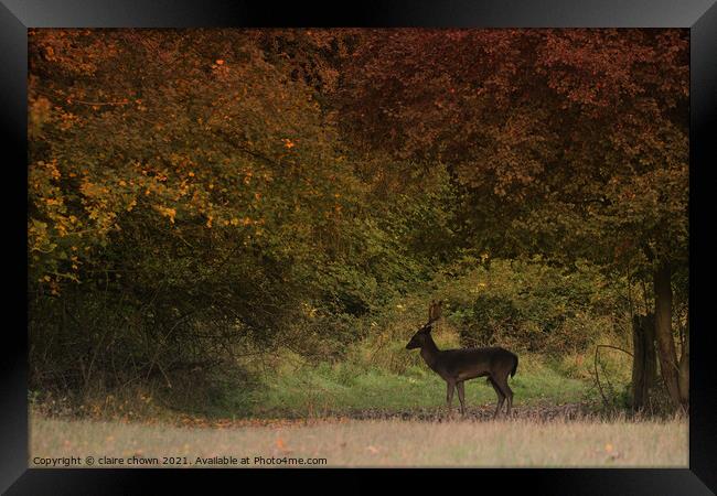 Autumn Buck at The Manor Framed Print by claire chown