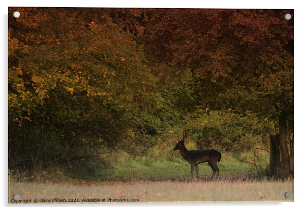 Autumn Buck at The Manor Acrylic by claire chown