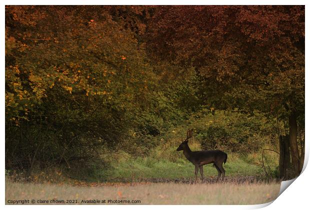 Autumn Buck at The Manor Print by claire chown