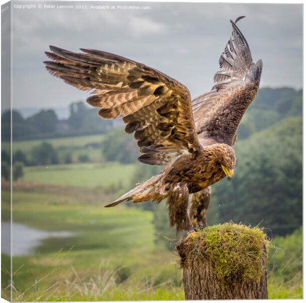 The Eagle Has Landed Canvas Print by Peter Lennon