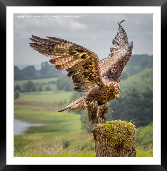 The Eagle Has Landed Framed Mounted Print by Peter Lennon