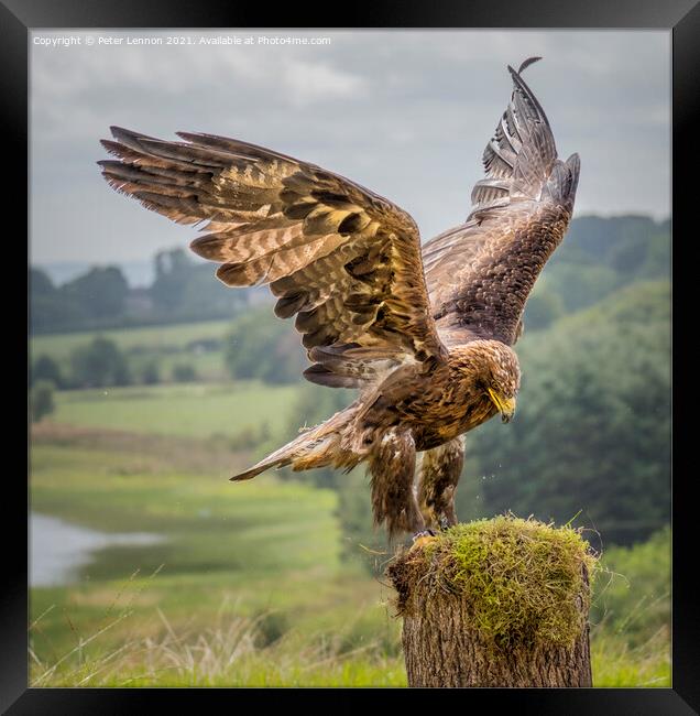 The Eagle Has Landed Framed Print by Peter Lennon