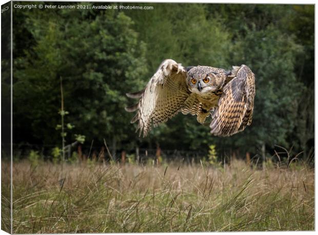 Eagle Owl Canvas Print by Peter Lennon