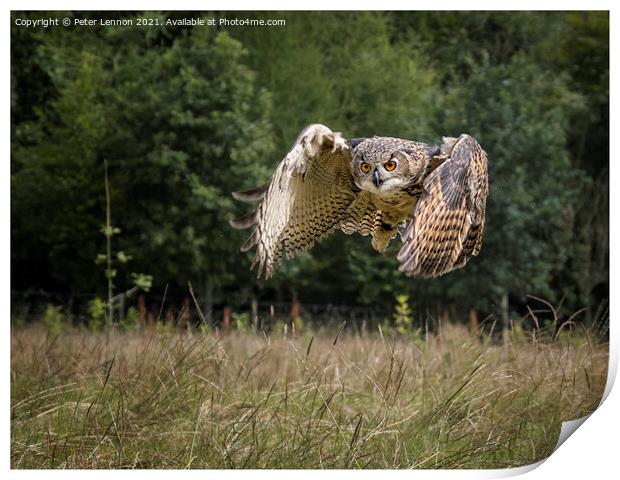 Eagle Owl Print by Peter Lennon