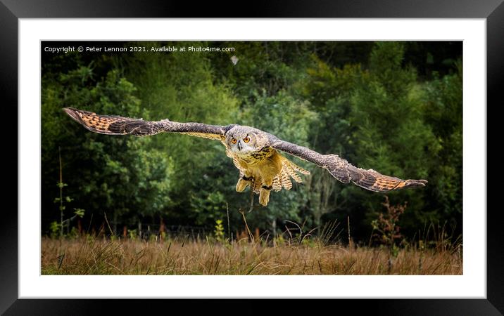 Eurasian Eagle Owl Framed Mounted Print by Peter Lennon