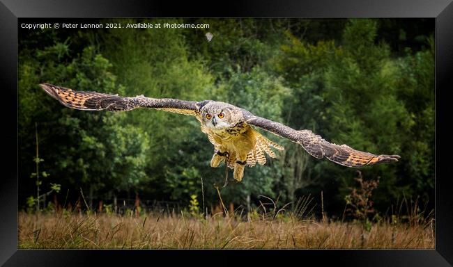 Eurasian Eagle Owl Framed Print by Peter Lennon