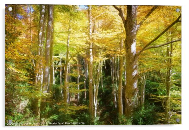 Majestic Beech Forest in Autumn - C1510-3374-PIN-R Acrylic by Jordi Carrio