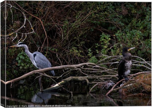 Heron and Cormorant. A Working Relationship. Canvas Print by Mark Ward