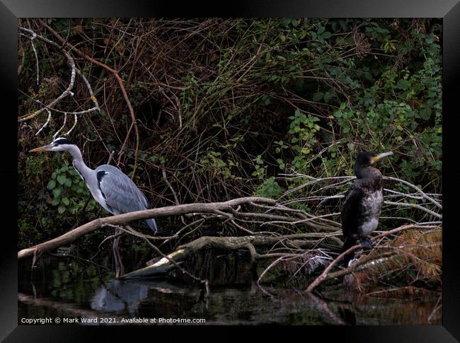 Heron and Cormorant. A Working Relationship. Framed Print by Mark Ward
