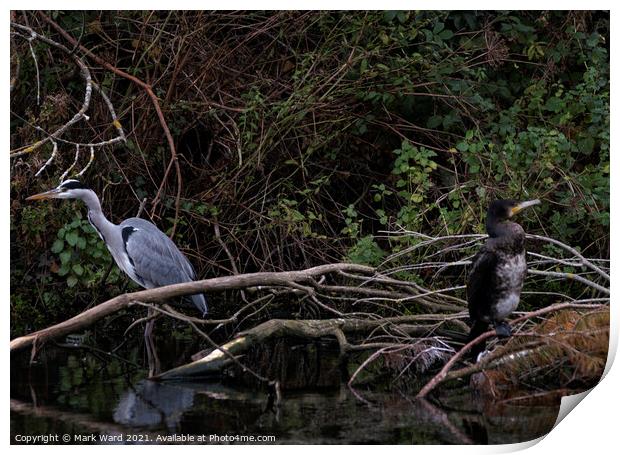 Heron and Cormorant. A Working Relationship. Print by Mark Ward