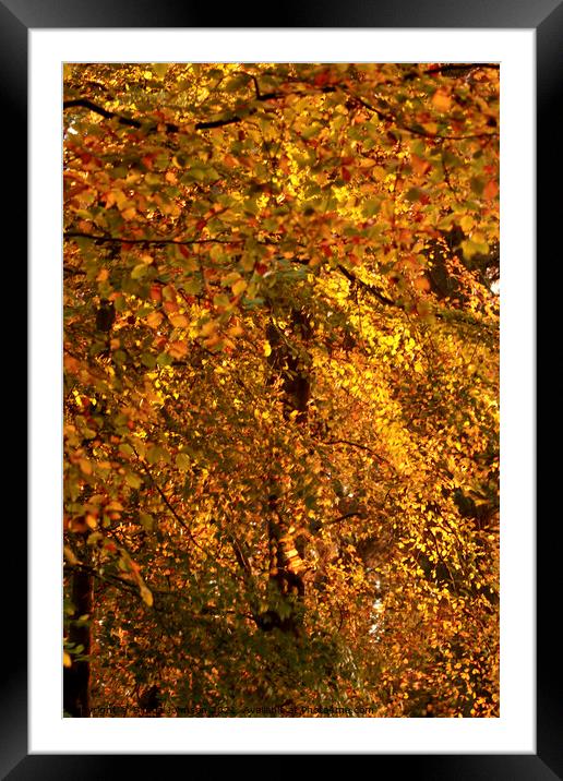 Autumn gold Framed Mounted Print by Simon Johnson