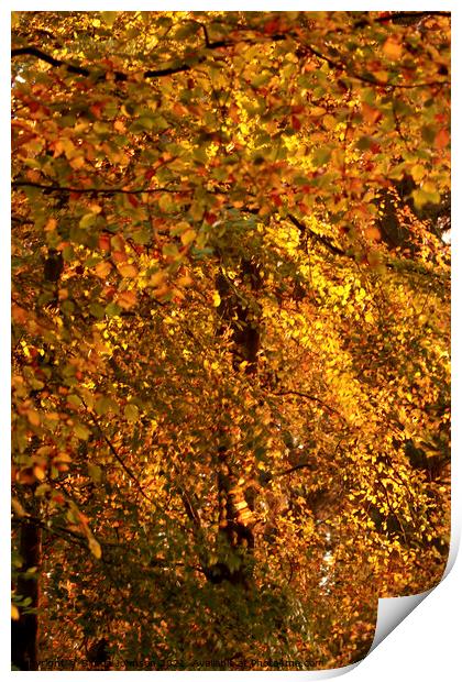 Autumn gold Print by Simon Johnson