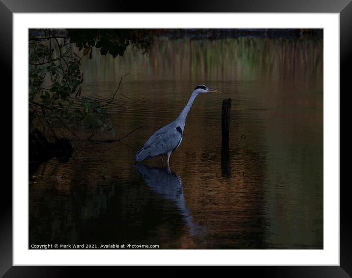 The Reflective Heron Framed Mounted Print by Mark Ward