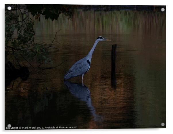 The Reflective Heron Acrylic by Mark Ward
