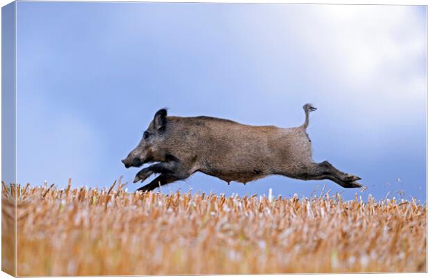 Wild Boar Fleeing Canvas Print by Arterra 