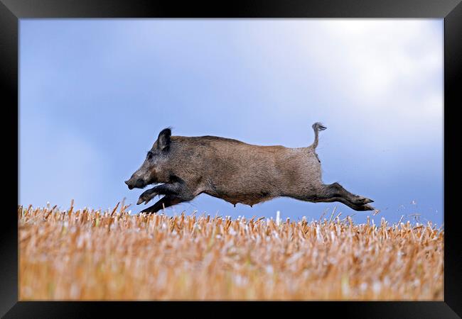 Wild Boar Fleeing Framed Print by Arterra 