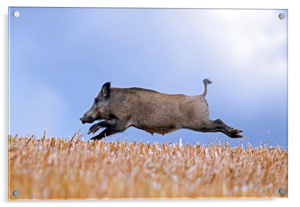 Wild Boar Fleeing Acrylic by Arterra 