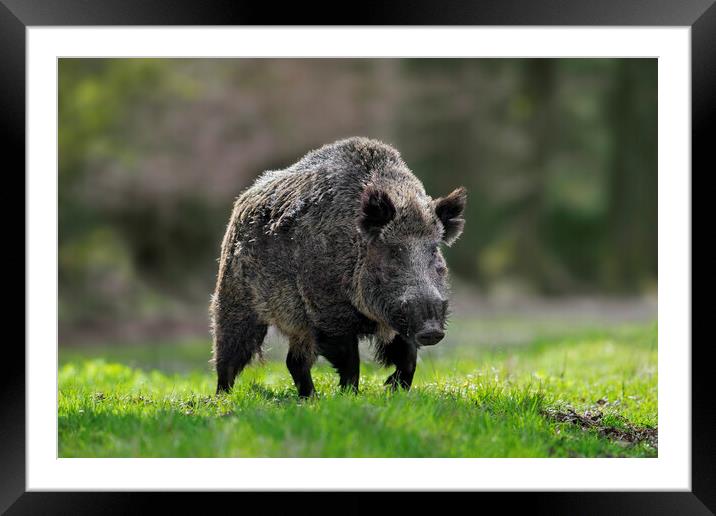 Wild Boar Framed Mounted Print by Arterra 