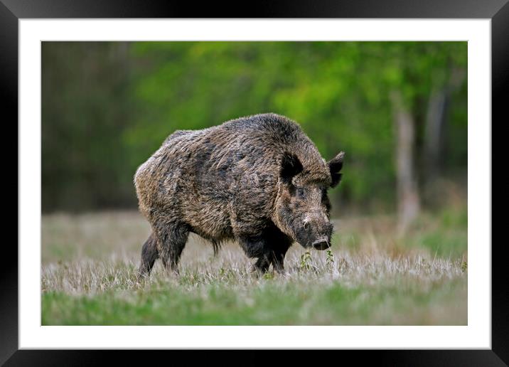 Wild Boar at Forest Edge Framed Mounted Print by Arterra 