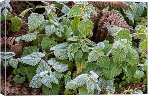 Nettles and Blackberry Leaves Covered in Frost Canvas Print by Arterra 