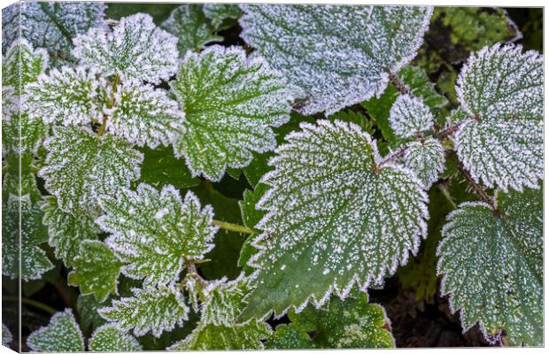 Blackberry Leaves Covered in Hoarfrost Canvas Print by Arterra 