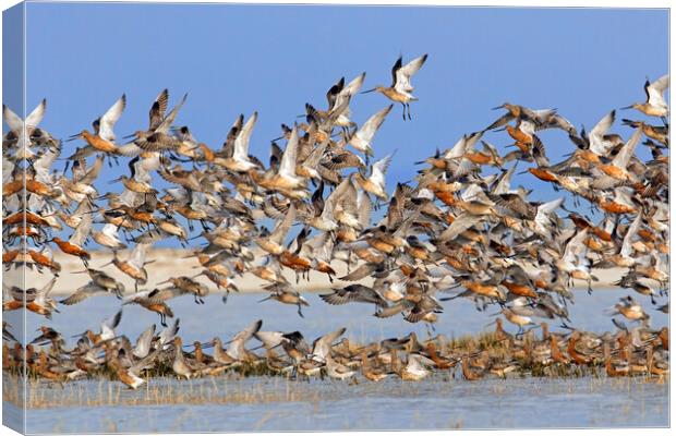 Bar-Tailed Godwits Taking Off Canvas Print by Arterra 