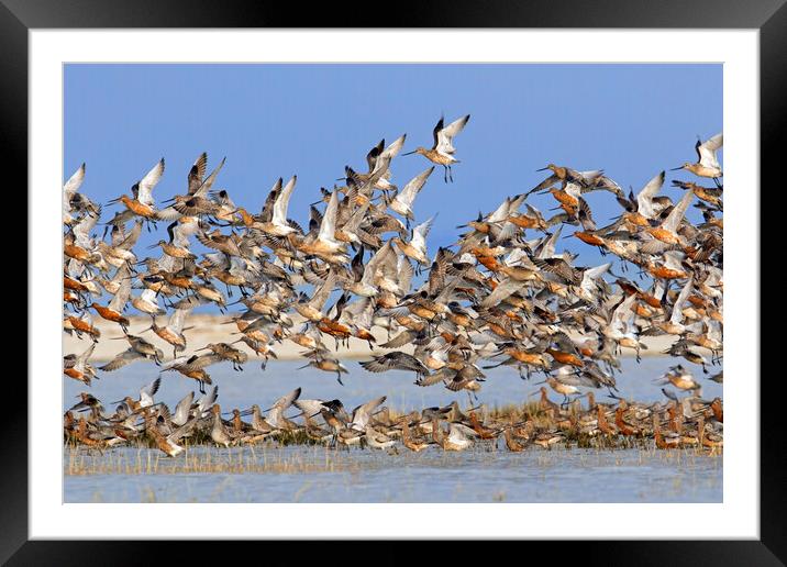 Bar-Tailed Godwits Taking Off Framed Mounted Print by Arterra 