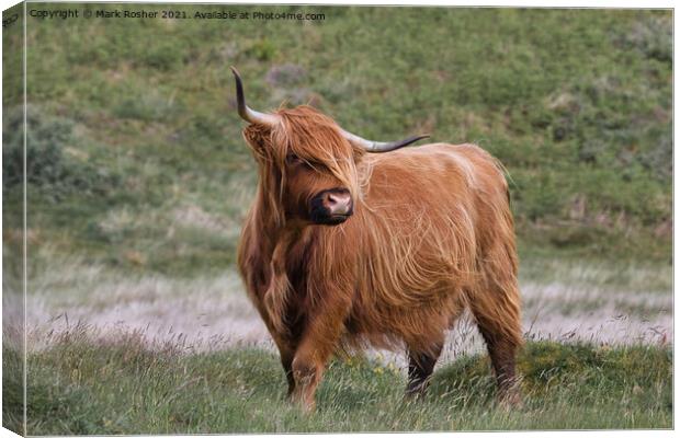 Highland Cattle Canvas Print by Mark Rosher