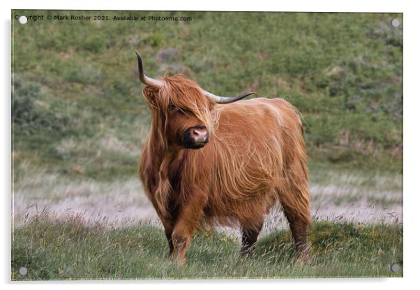 Highland Cattle Acrylic by Mark Rosher