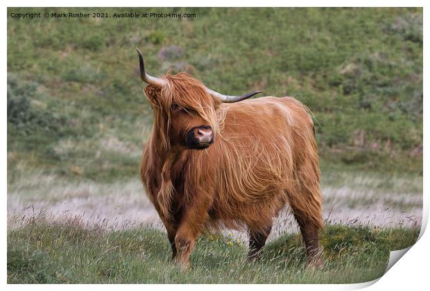Highland Cattle Print by Mark Rosher