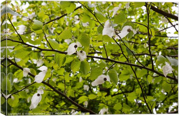 Handkerchief tree blossoming Canvas Print by Elaine Hayward