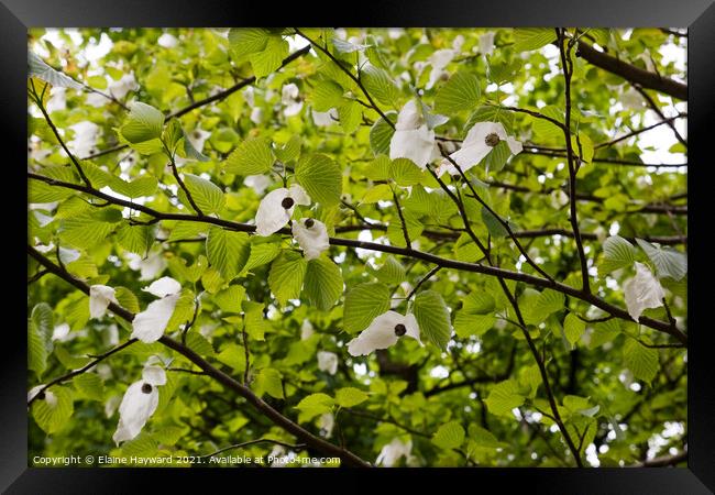 Handkerchief tree blossoming Framed Print by Elaine Hayward