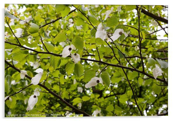 Handkerchief tree blossoming Acrylic by Elaine Hayward