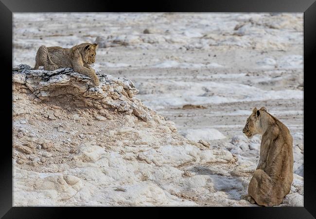 Lion Sighting Potential Prey, Beyond Cub Framed Print by Belinda Greb