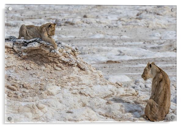 Lion Sighting Potential Prey, Beyond Cub Acrylic by Belinda Greb