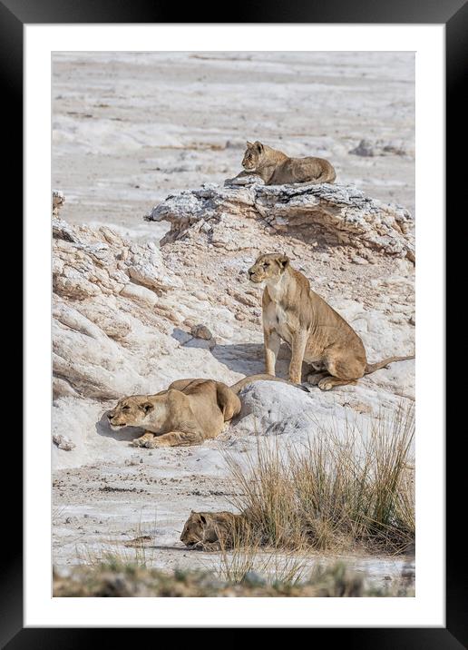 Lions Watching Prey, No. 5 Framed Mounted Print by Belinda Greb