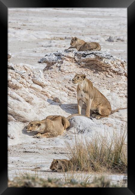 Lions Watching Prey, No. 5 Framed Print by Belinda Greb
