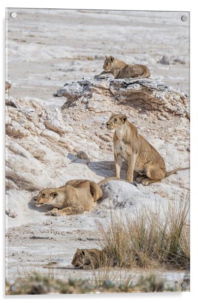 Lions Watching Prey, No. 5 Acrylic by Belinda Greb